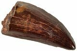 Serrated Carcharodontosaurus Tooth - Excellent Preservation #329925-1
